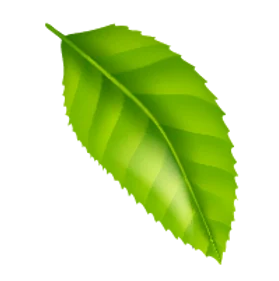 daun01-01.png