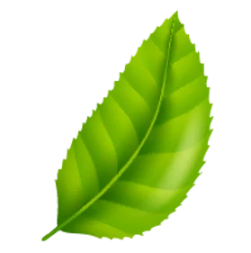 daun03-01.png
