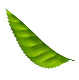 daun04-01.png