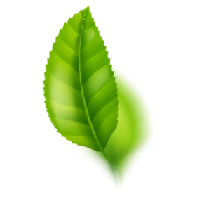 daun05-01.png