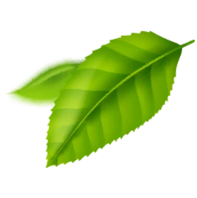daun06-01.png