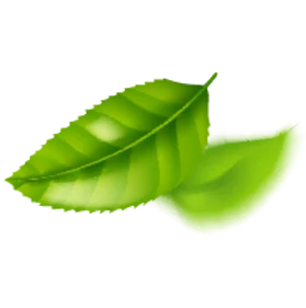 daun07-01.png